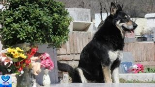 最愛の人を忘れることはできない！亡き飼い主に寄り添い続ける犬の忠誠心に涙が溢れる・・・