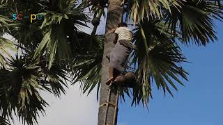 The Most Dangerous Job: Palm Tree Climbing in Myanmar