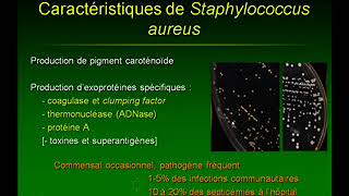 Les infections staphylococciques