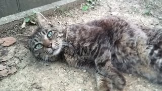 「喉もナデナデして!」公園のキジトラ猫が目の前で仰向けにゴロンしてきた。