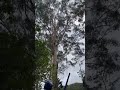 homemade throwline cannon arborist tree cannon shooting