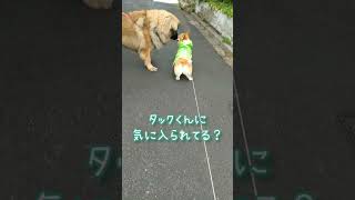 【レオンベルガー】のお家へ行きたくなる、カッパを着た【コーギー】 #Shorts #YouTubeShorts