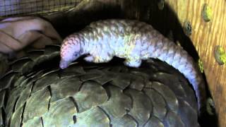 Tikki Hywood Trust: Pangolin mother and baby (1 of 2)