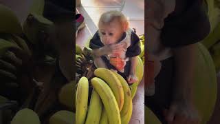 Vali monkey next to a huge bunch of bananas 🥰🥰❤️❤️