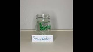 Water Pollution Experiment
