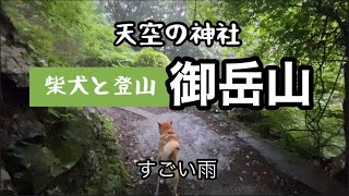 天空の神社 929m 柴犬と登山 御岳山　#柴犬 #shiba #御岳山 #登山 #ちきんリサーチ