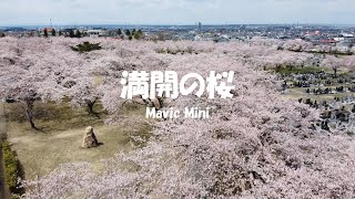 満開の桜［八戸・青森］／ドローン／Mavic Mini