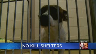 California Closer To Becoming A ‘No Kill’ State Ending Euthanasia Of Adoptable Pets