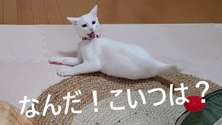 初めての首輪に調子が狂っちゃった子猫。【2023.02.02】