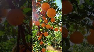 orange tree #orange #treefarm #orangefarm #fruit #freshfruit #shorts #ytshorts #healthyfruits #yt