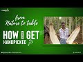 Sustainable Raw Material: Know how leaf's are collected | No Trees are Cut | Climate Change action