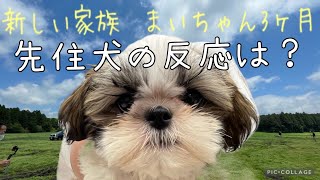 シーズーの子犬が我が家に来た！先住犬の反応は？