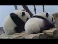 アドベンチャーワールド　滑り台の下から桜桃ちゃん🐼🐼を狙う　良浜ﾏﾏ🐼 2015 09 13