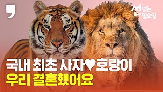 [선 넘는 일요일] 국내 최초 사자♥호랑이 결혼...2세는 어떤 모습?