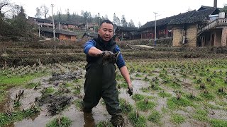 门前烂泥田冒出好多鳝鱼，玉平大货抓到手发软，幸亏没遇到大黑鳝！