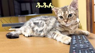 遊んでほしくてテレビを消しちゃう子猫が可愛すぎました。