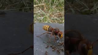 hornet vs ants