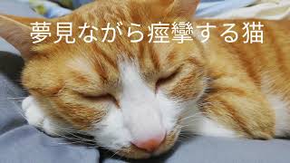 夢見ながら顔面痙攣(けいれん)する猫