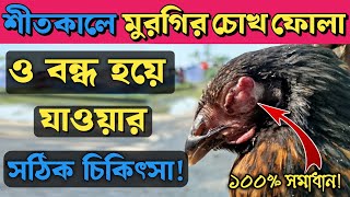 শীতকালে দেশি মুরগির চোখ ফুলে যাওয়া ও চোখ বন্ধ হয়ে যাওয়ার কারণ ও তার সঠিক চিকিৎসা||J Krishi Tv