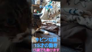 高齢猫でも動ける猫は動けます。