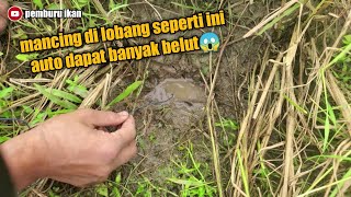 lubang ini di huni oleh banyak belut😱 auto panen belut 😋😋😋