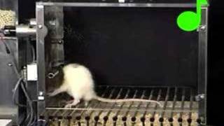 Conditioned suppression of a rat's lever pressing
