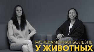 Мочекаменная болезнь у животных