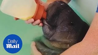 Adorable baby manatee suckles large bottle filled with milk