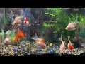 2022年 春　癒し音楽bgm　 bgm　＃金魚　＃goldfish　 tamasaba