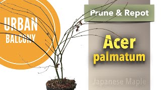 Japanese Maple | Acer Palmatum - repotting and pruning, Spring 2021