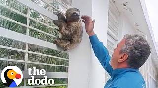 Man Rescues Sloths From Precarious Situations Across Venezuela | The Dodo
