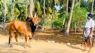 Raja Nataraj Kangayam cattle farm ராஜ் நட்ராஜ் காங்கேயம் கால்நடை பன்னை