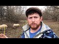 mangalitsa pig farmer