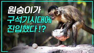 생각보다 훨씬 소름돋는 동물들의 어메이징한 지능 ㄷㄷㄷ