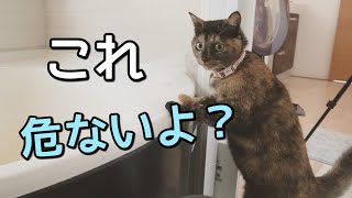 風呂に溜まるお湯を見て洪水になるんじゃないかと懸念するサビ猫たっちゃん。