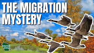 The Fascinating TRUTH About Why Birds Migrate