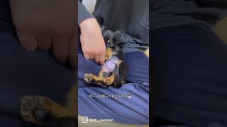 【甘えん坊】サッカーボールで遊ぶ子犬カニーヘンダックス #カニーヘンダックスフンド #犬 #いぬ