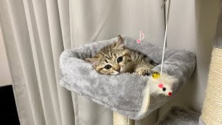 子猫がキャットタワーを気に入りすぎて一緒に寝てくれなくなりました｜Making cat tower for my kitten|　고양이를 위해 캣 타워를 만들기