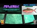 八重山諸島ひとり旅・石垣島・川平湾グラスボート・シャコガイ・カクレクマノミ・グルクン・kabira bay glass boat・ishigaki island ・clownfish ・gurukun