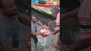 சிறிய மீன்கள் சிறந்த உணவு / fishes good for health #seafood #fish #fishing #fishmarket #sea #fishes