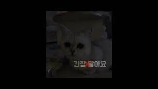 얼음!!!!/템플릿출처/보송(님) #귀여운고양이무무 #고양이 #캡컷