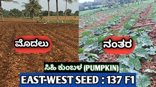 ಸಿಹಿ ಕುಂಬಳ ಕೃಷಿ | sweet pumpkin farming in kannada | Kumbalakayi krushi | #pumpkins