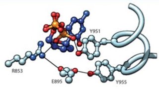 LIVE Session - Human Molecular Genetics