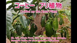 コーヒー樹　アリ植物　Ants in Coffee Tree, Mindanao Coffee