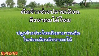 ตัดข้าวช่วงนี้ปลายเดือนสิงหาคมได้ไหมปลูกข้าวช่วงไหนถึงสามารถตัดช่วงปลายเดือนสิงหาคมได้และตัดขนาดไหน