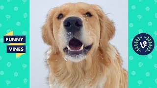 TRY NOT TO LAUGH & AWWW - Cute Dogs Videos | Golden Retriever Compilation | Funny Vine April 2018