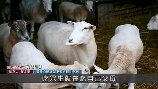 545要身心健康就不要再殺生吃肉-海濤法師