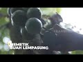 Menikmati Buah Lempasung | BOCAH PETUALANG (02/06/22)