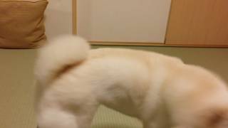 荒ぶる白柴犬(怒)激オコ