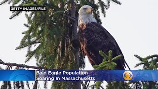 Bald Eagle Population Soaring In Massachusetts